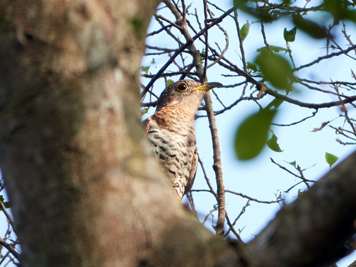 Indian Cuckoo - ML644506626
