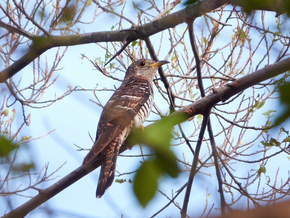 Indian Cuckoo - ML644506627