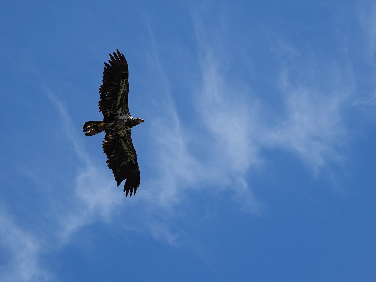 Bald Eagle - ML644506628