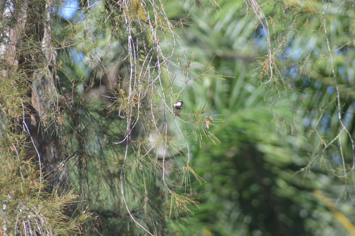 דרור הבית - ML644506629
