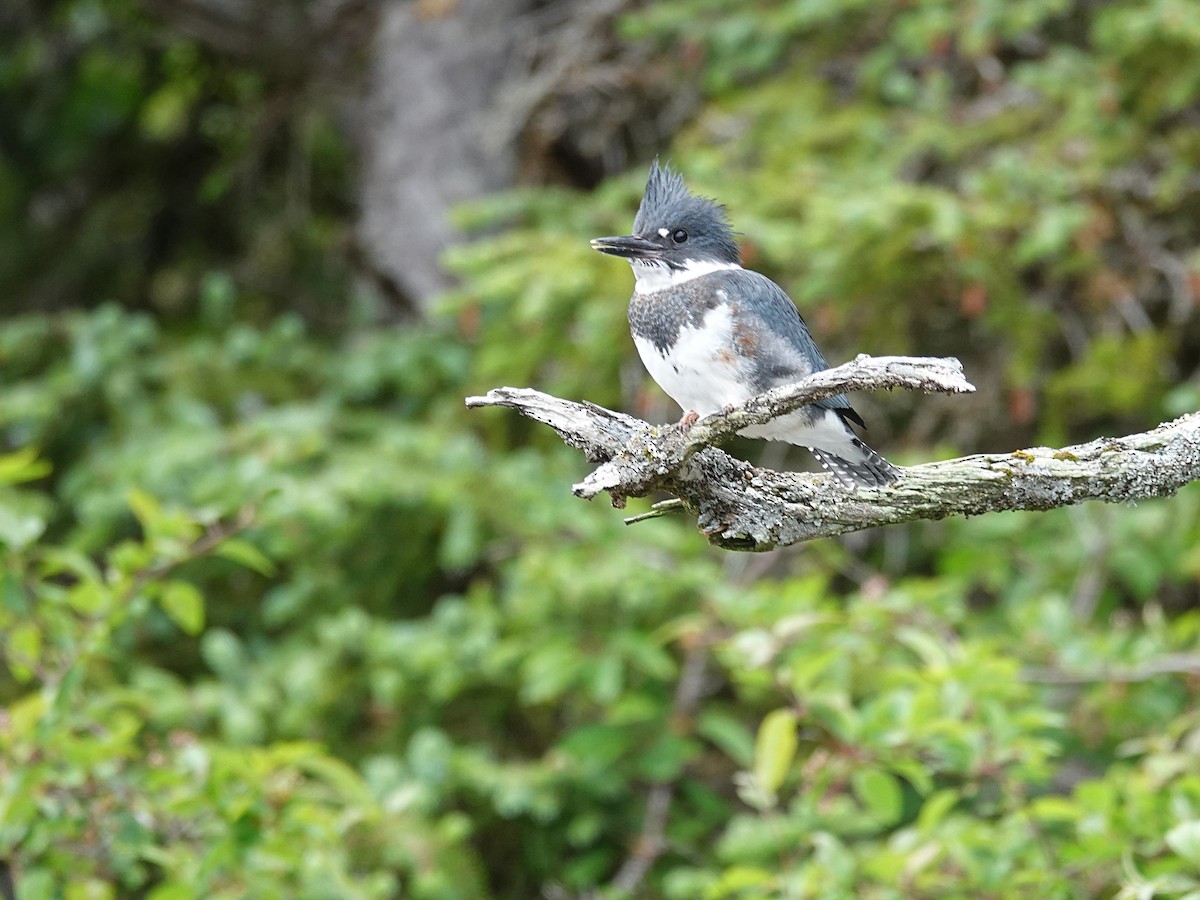 Belted Kingfisher - ML644506630