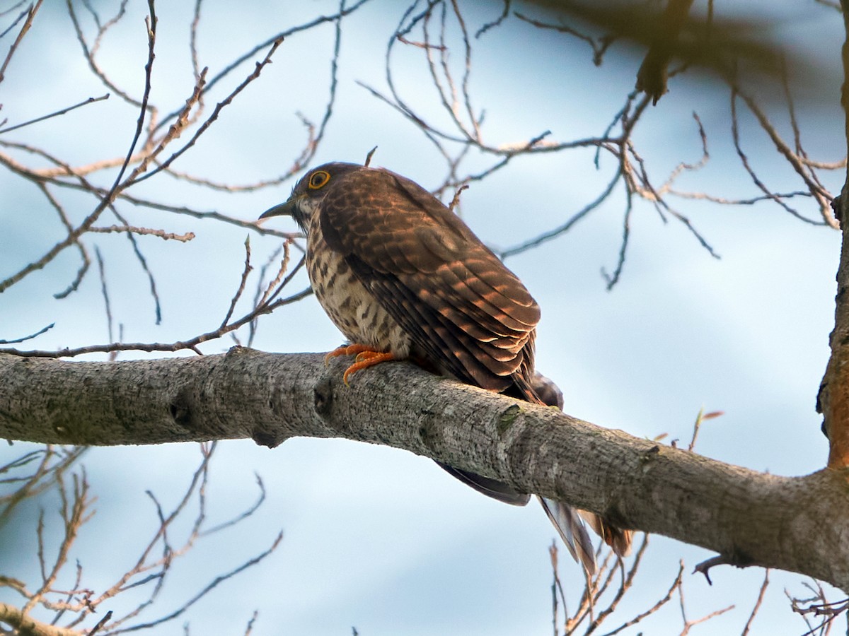 Large Hawk-Cuckoo - ML644506636