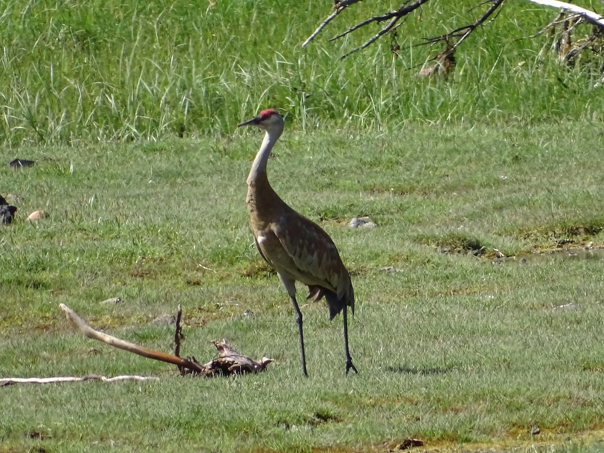 Орог тогоруу - ML644506638