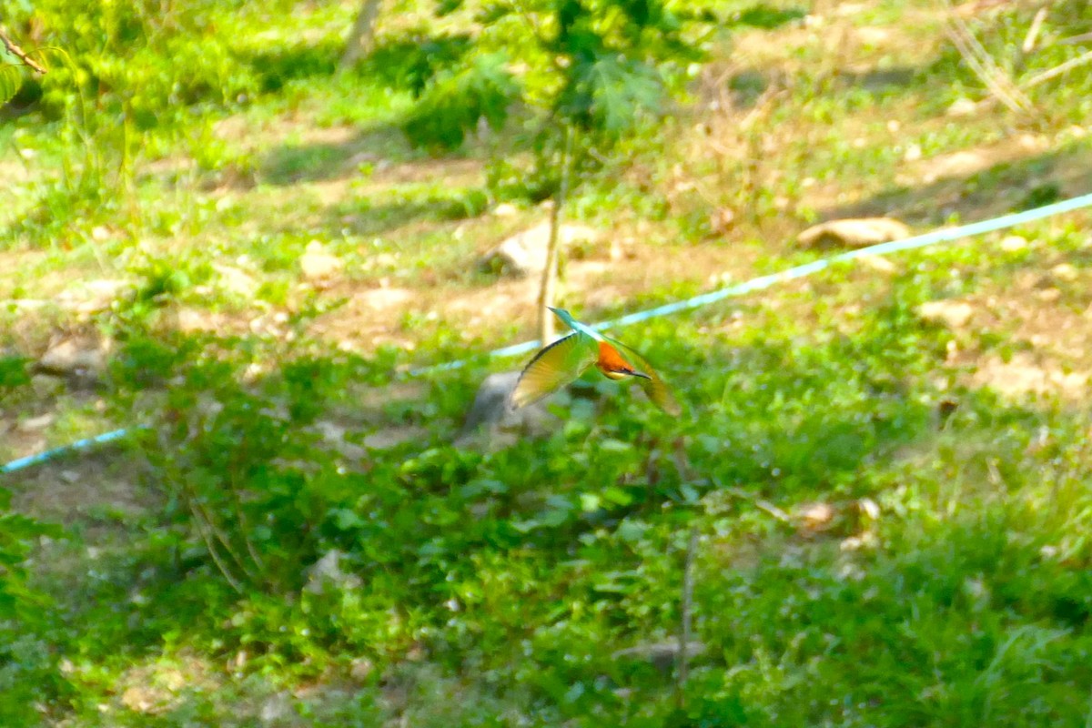 Chestnut-headed Bee-eater - ML644506641