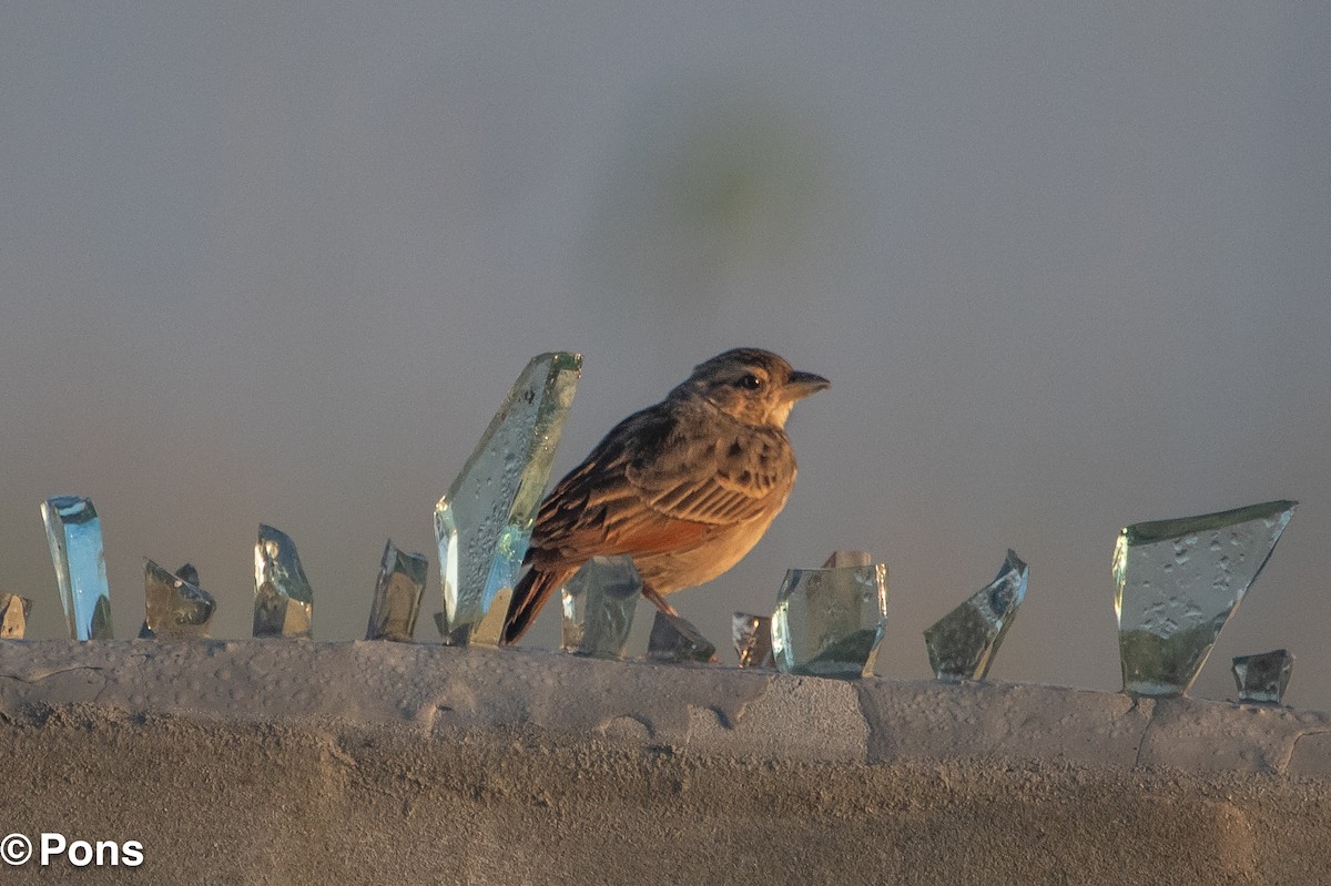 Bengal Bushlark - ML644506648