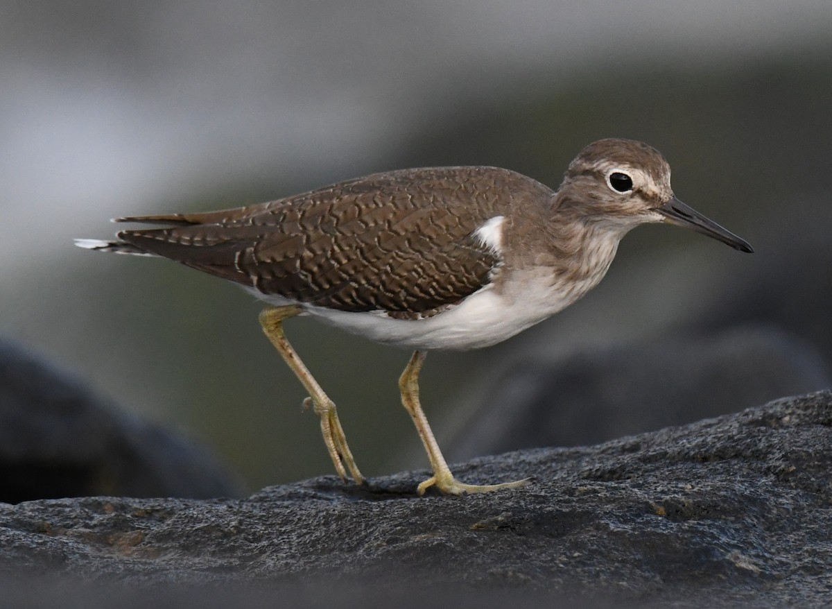 strandsnipe - ML644506659