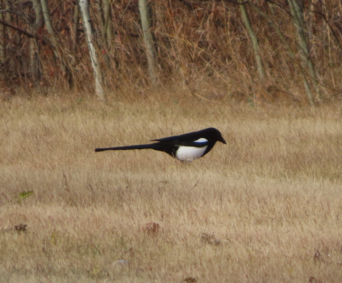 Black-billed Magpie - ML644506660