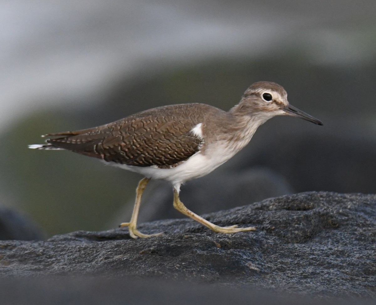 strandsnipe - ML644506661