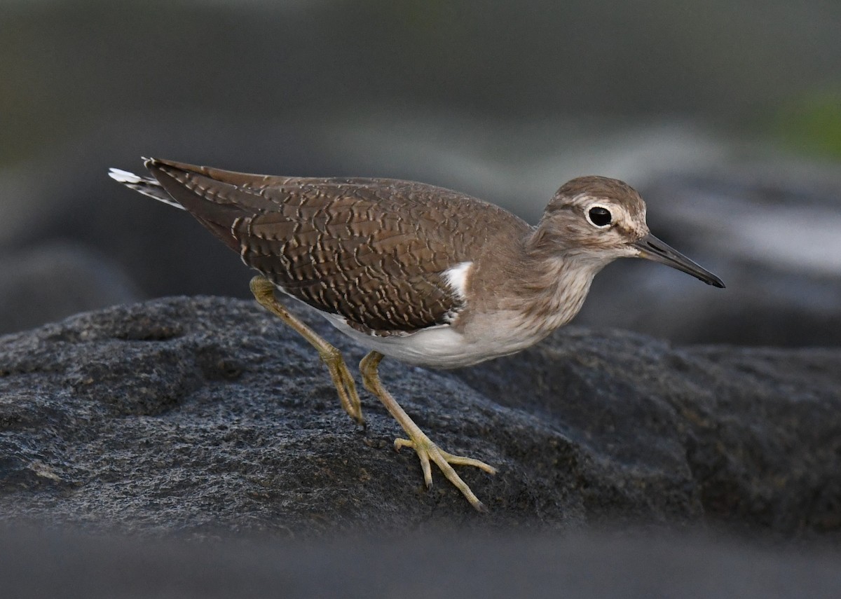 strandsnipe - ML644506664