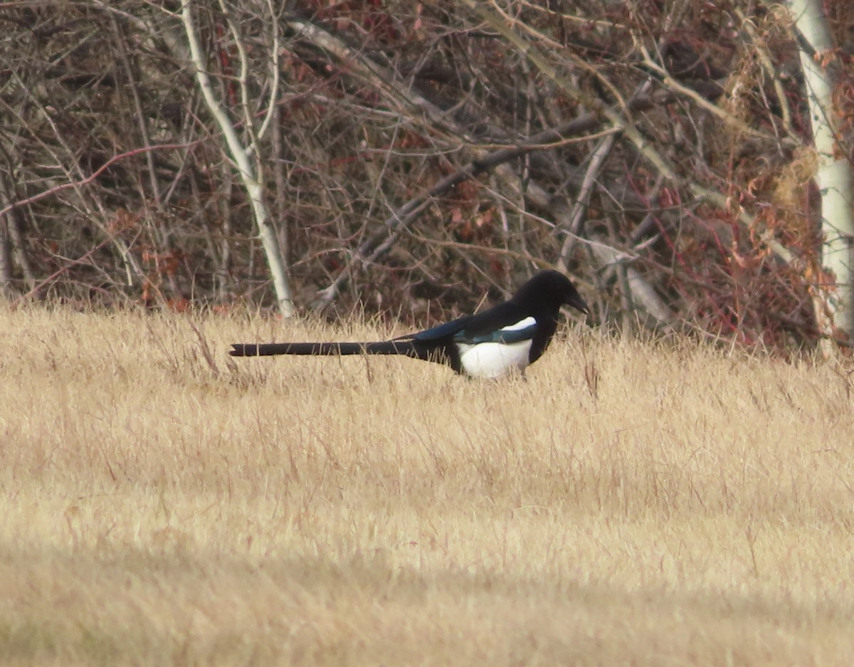 Black-billed Magpie - ML644506665
