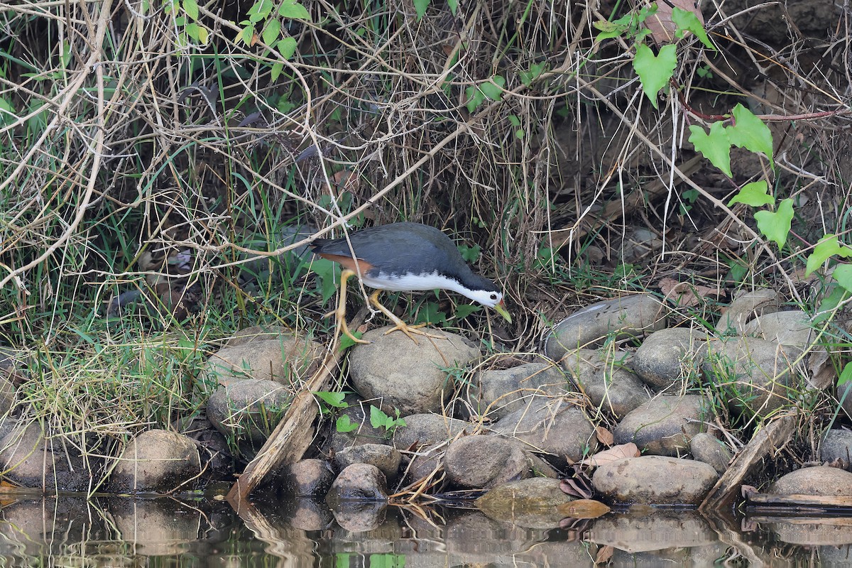 Gallineta Pechiblanca - ML644506667