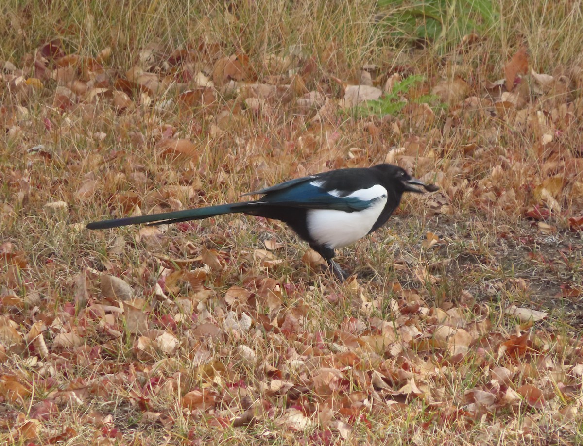 Black-billed Magpie - ML644506669