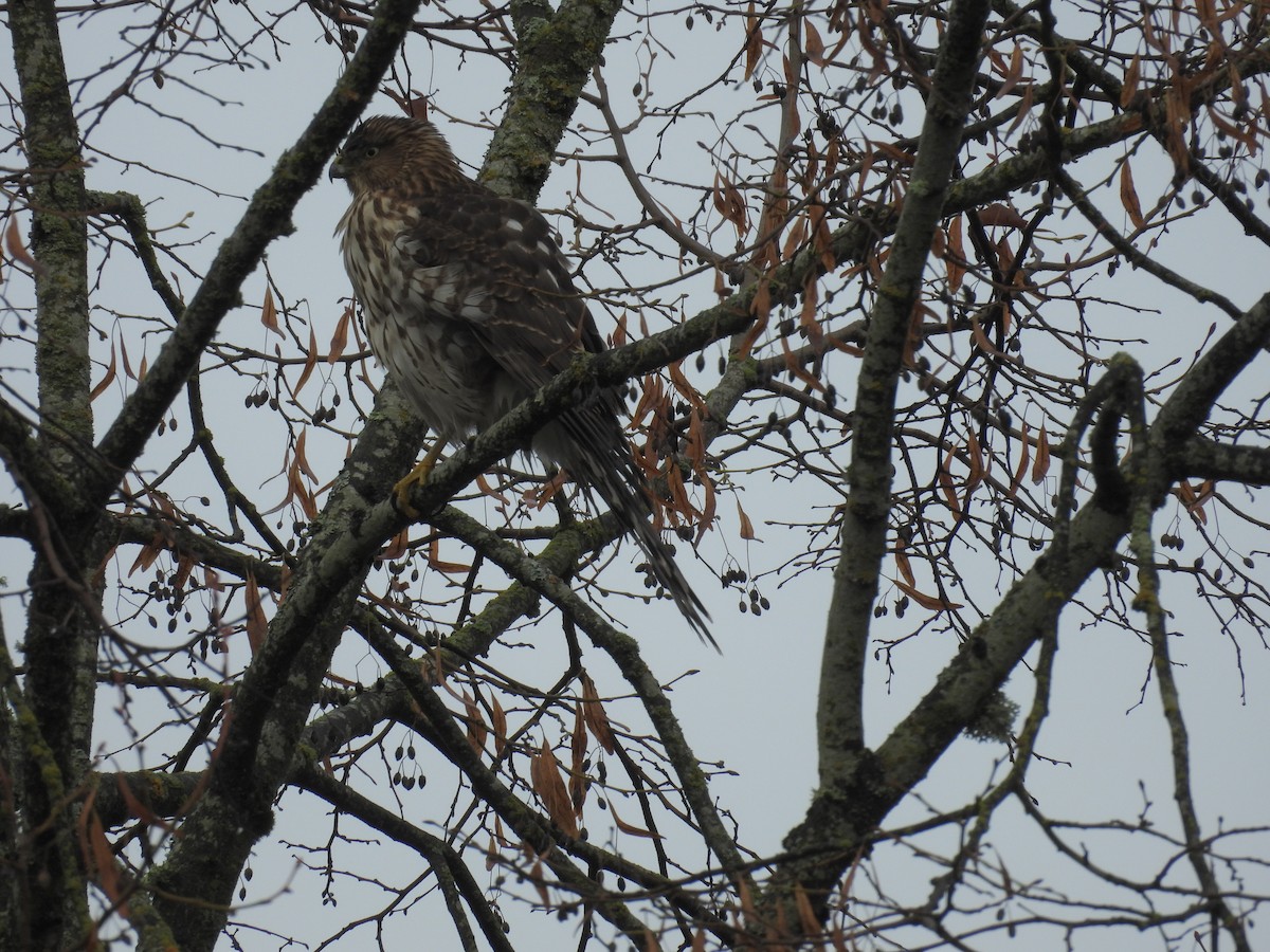 Cooper's Hawk - ML644506670