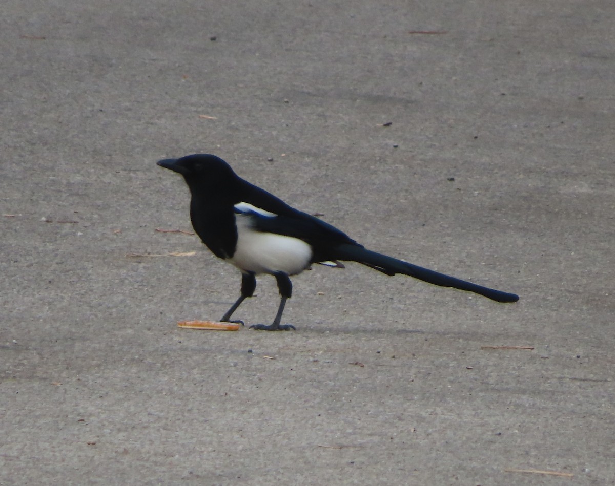 Black-billed Magpie - ML644506671