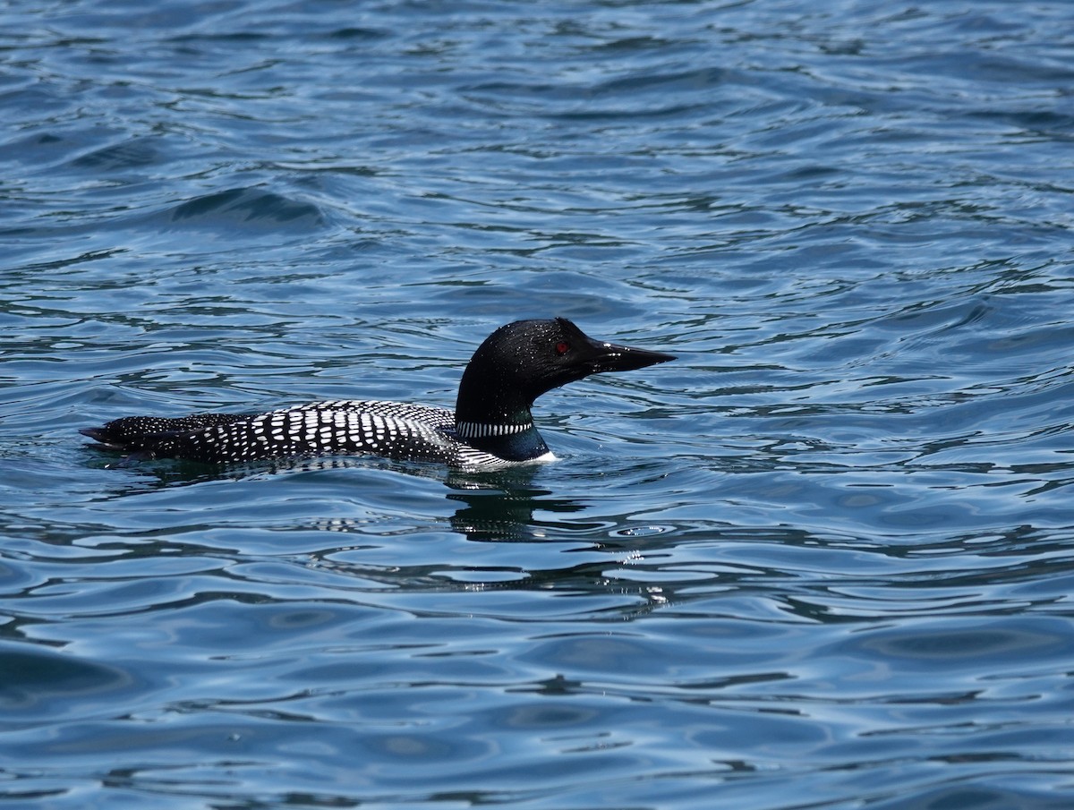 Common Loon - ML644506674