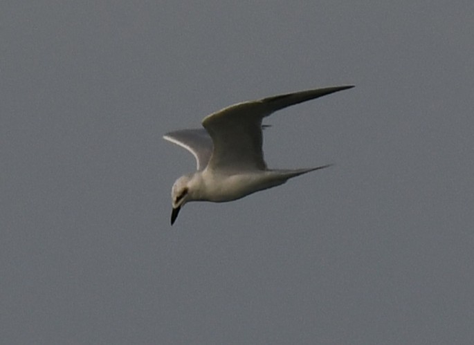 rybák černozobý - ML644506676