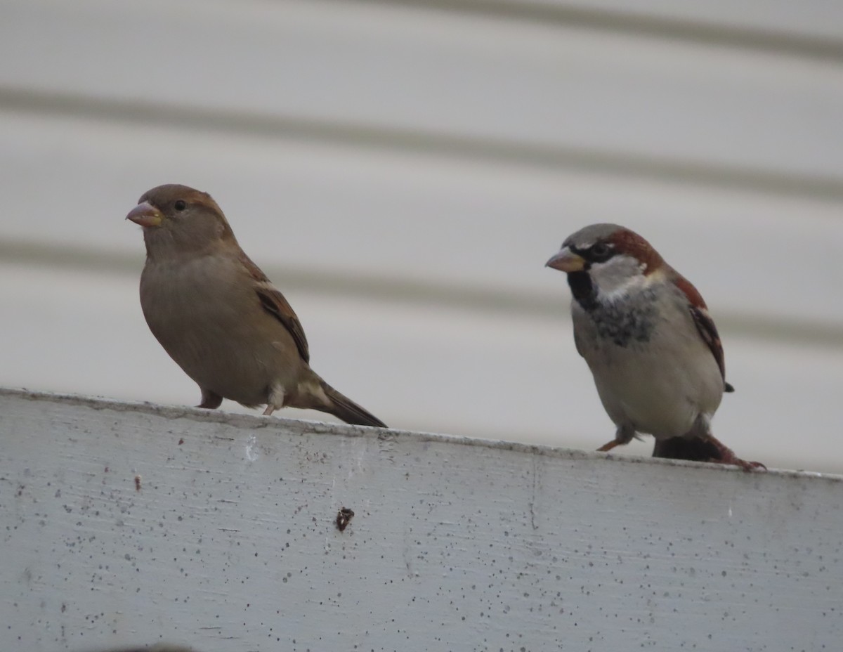 Оронгийн бор шувуу - ML644506677