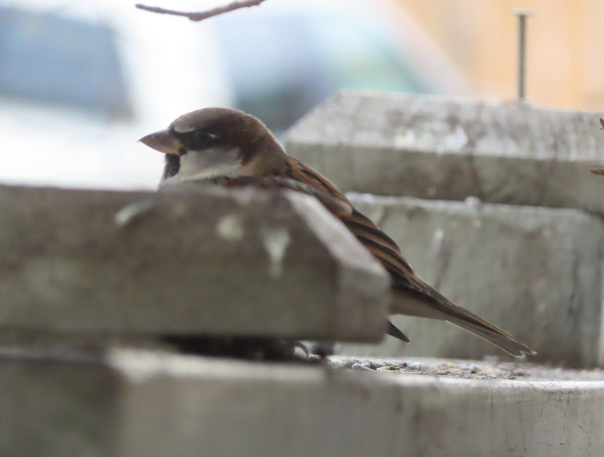 Оронгийн бор шувуу - ML644506682