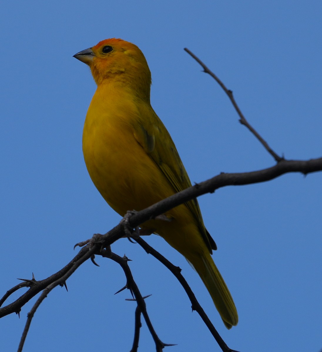 Saffron Finch - ML644506683