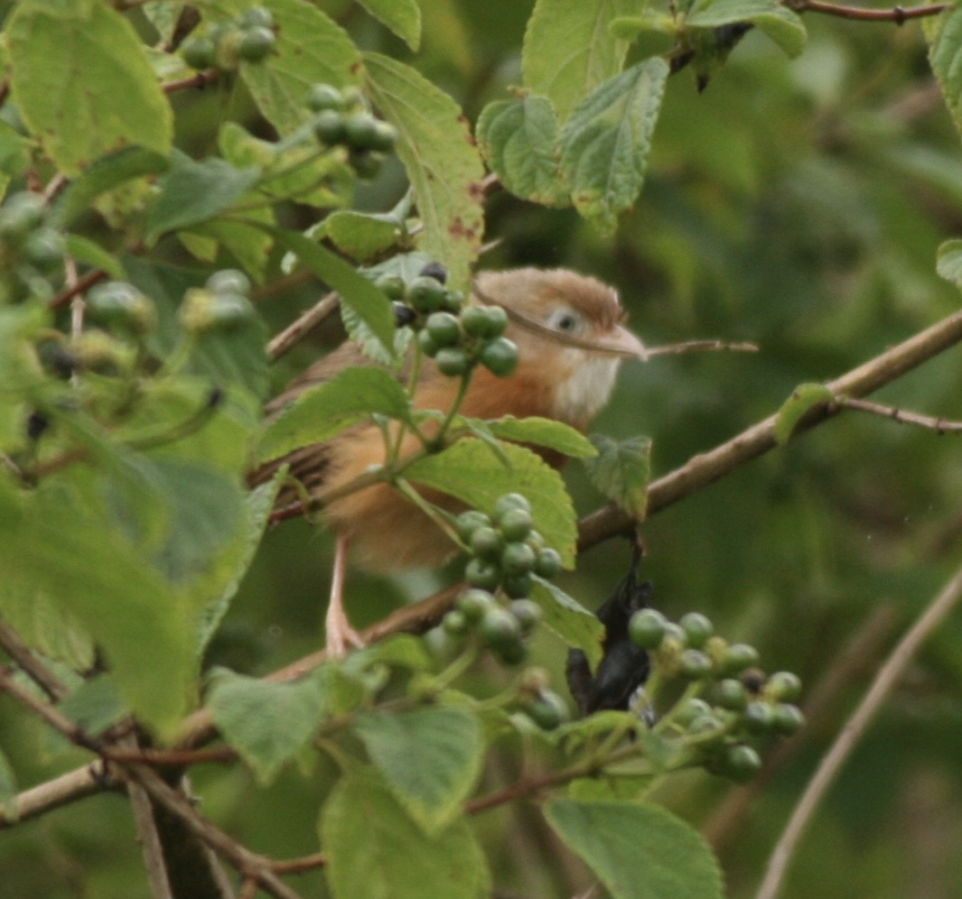 Tawny-bellied Babbler - ML644506686