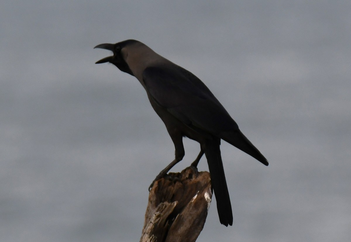 vrána domácí - ML644506690