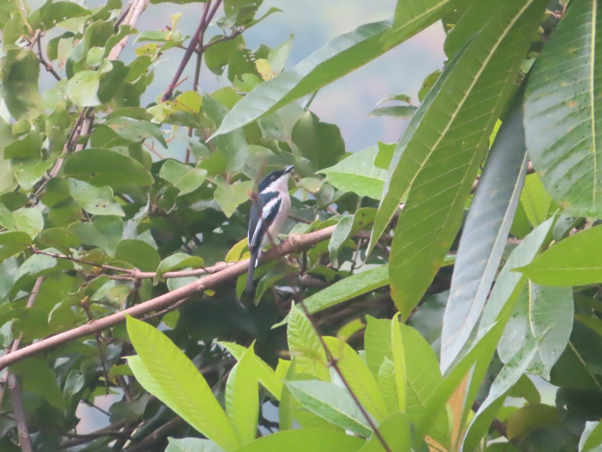 Bar-winged Flycatcher-shrike - ML644506697