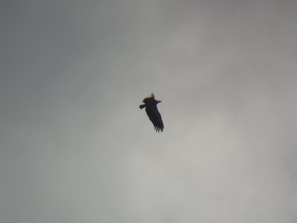 sup indický - ML644506700