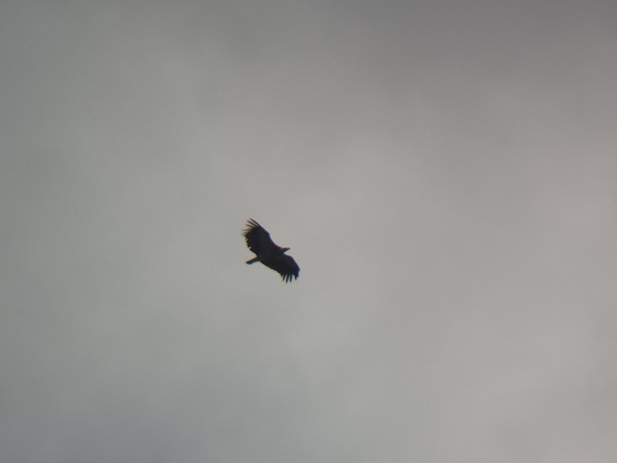 sup indický - ML644506703