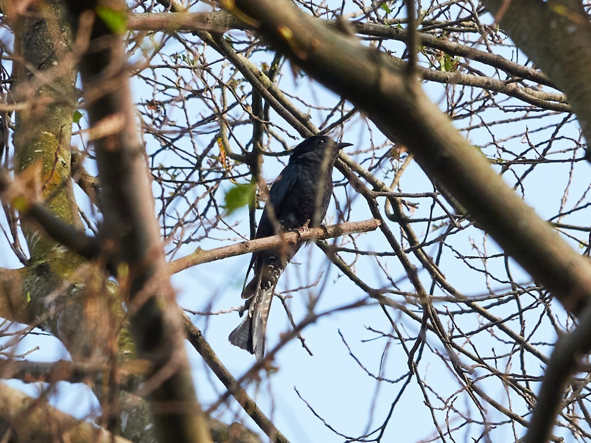 Square-tailed Drongo-Cuckoo - ML644506705
