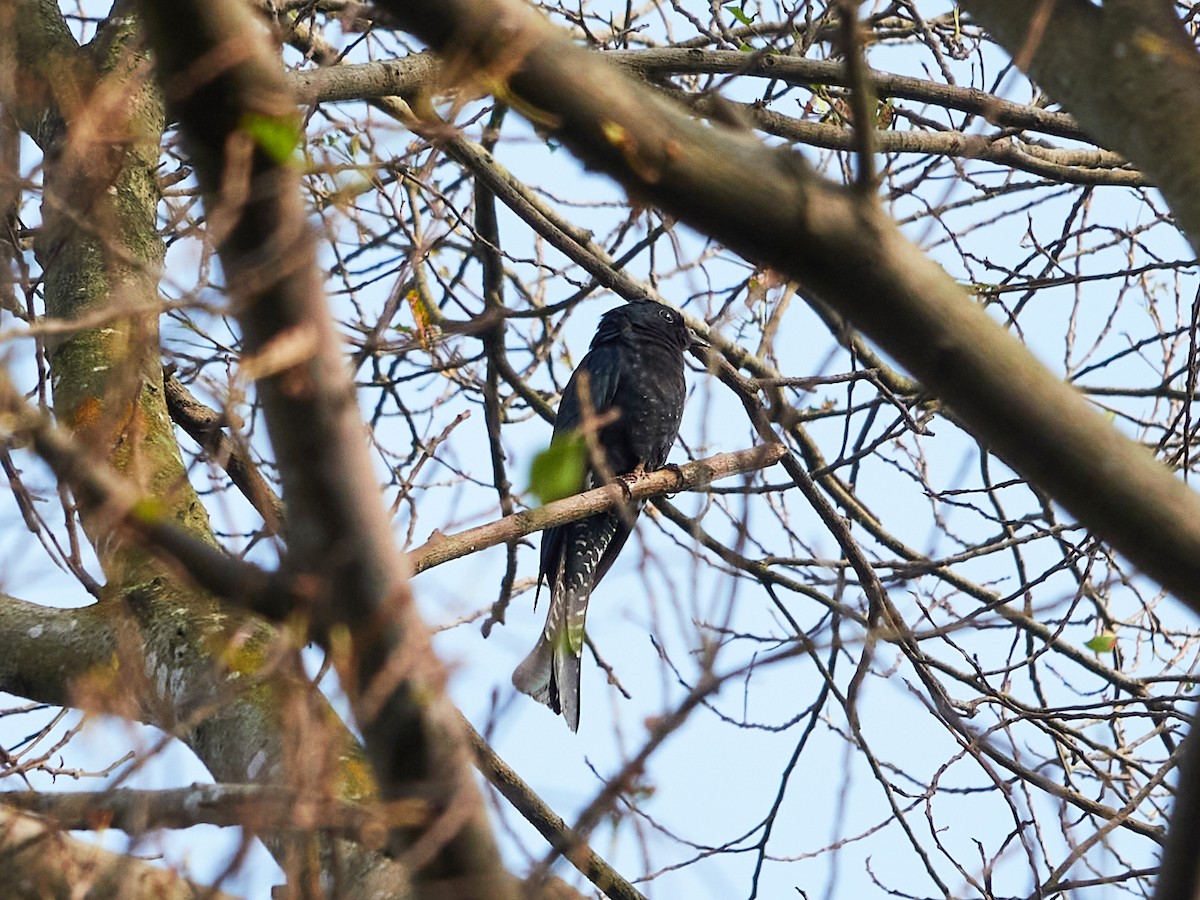 Square-tailed Drongo-Cuckoo - ML644506706