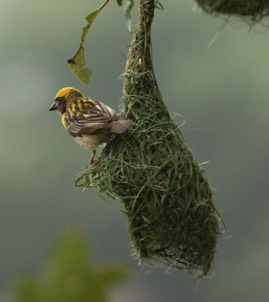 snovač indomalajský - ML644506711