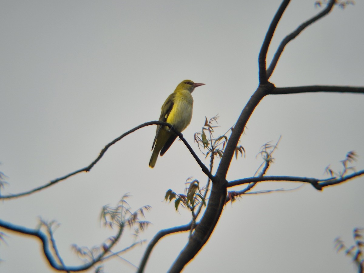 žluva asijská - ML644506714