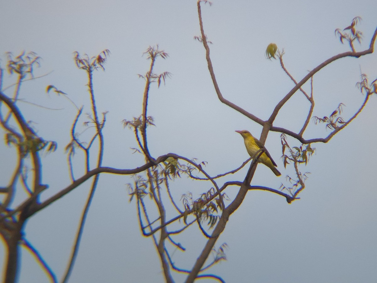 žluva asijská - ML644506718