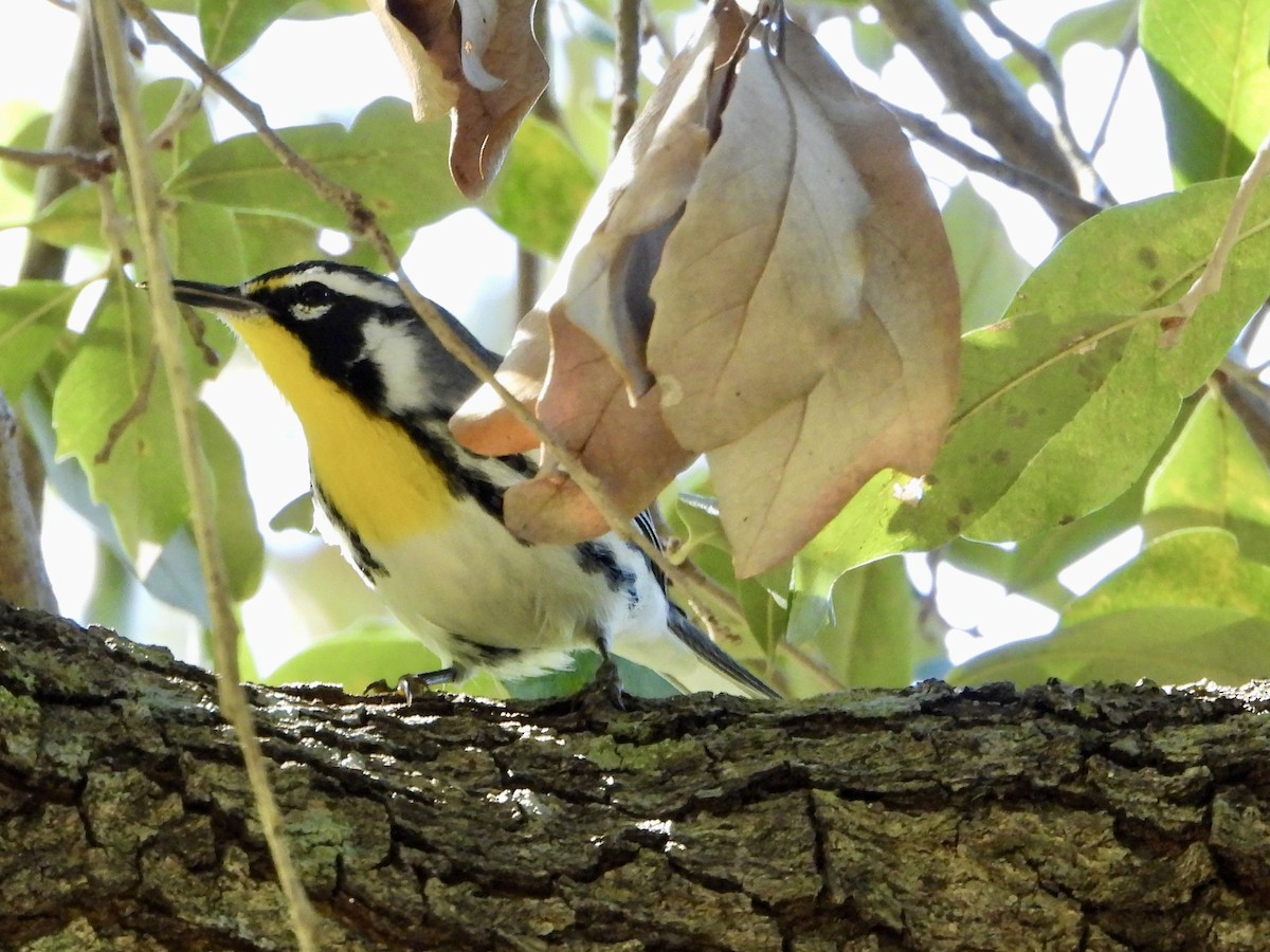 Yellow-throated Warbler - ML644506721