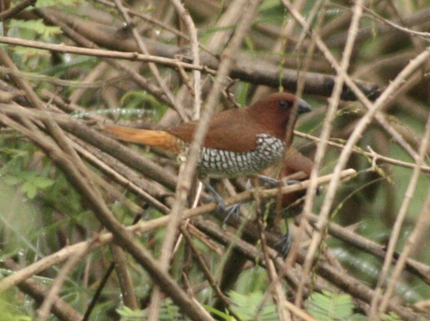 panenka muškátová - ML644506725