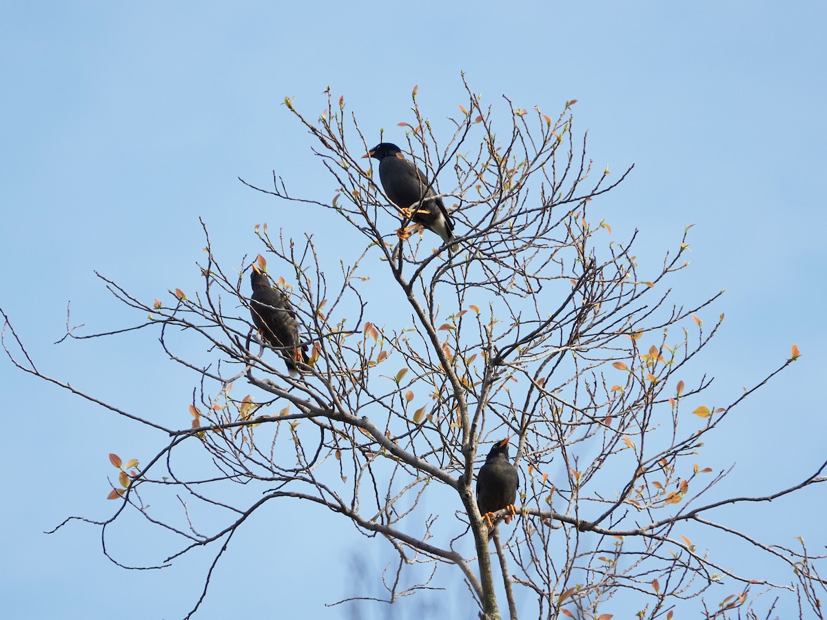 Javan Myna - ML644506728