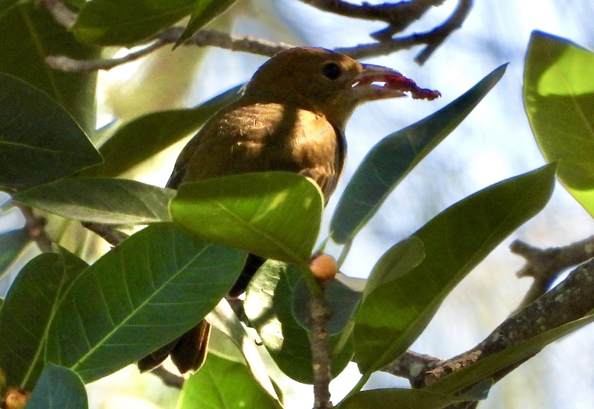 Summer Tanager - ML644506733