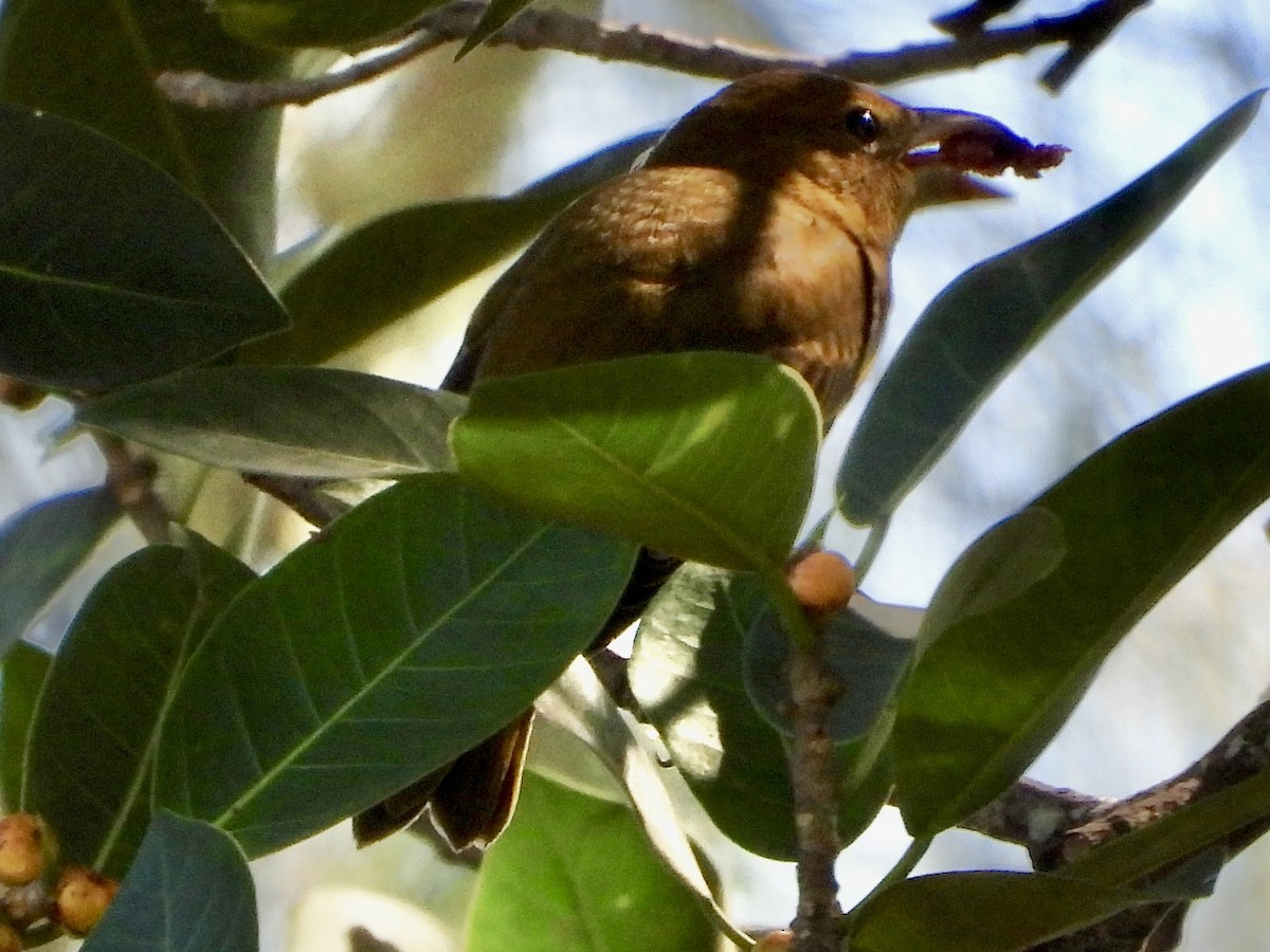 Summer Tanager - ML644506741
