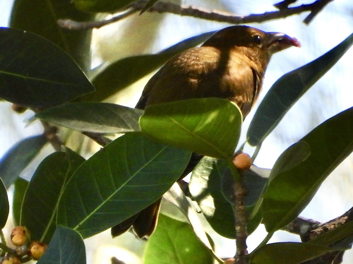 Summer Tanager - ML644506742