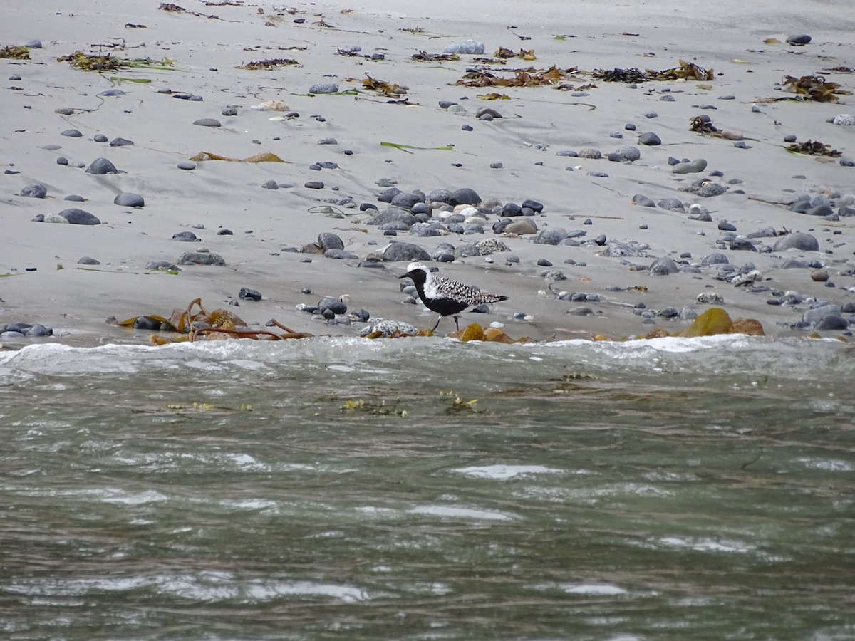 Буурал сүвээ цагаан - ML644506749