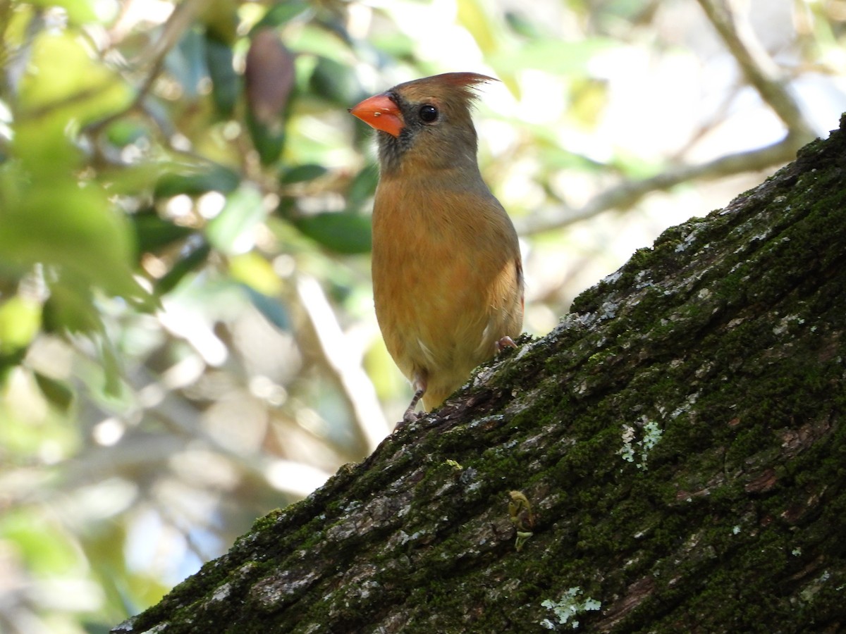Northern Cardinal - ML644506750