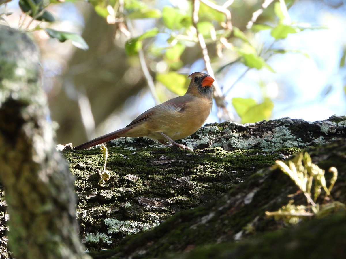 Northern Cardinal - ML644506751