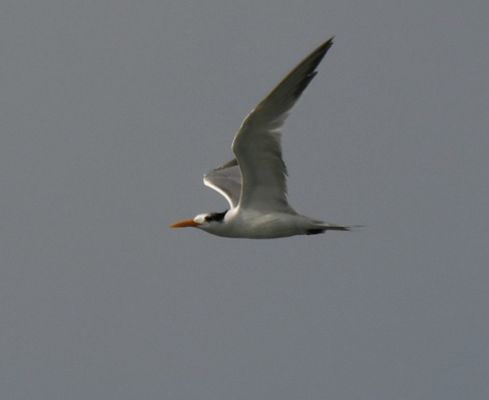 rybák oranžovozobý - ML644506753