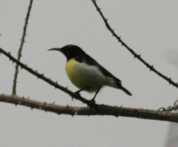 strdimil srílanský - ML644506755