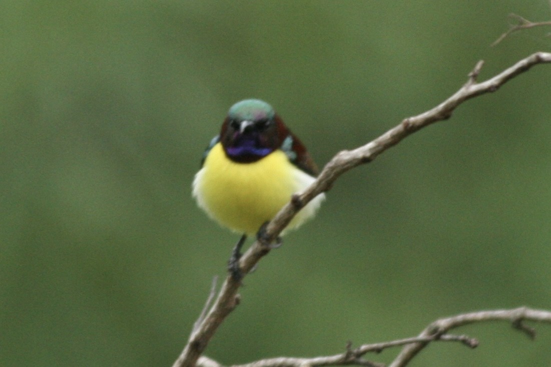 strdimil srílanský - ML644506756