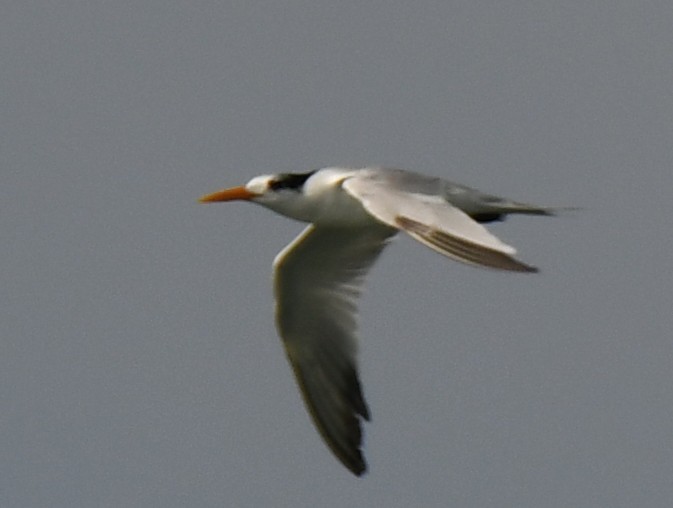 rybák oranžovozobý - ML644506757