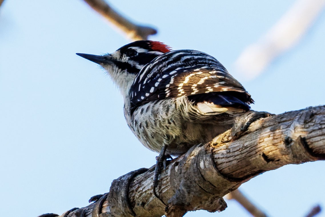 Nuttall's Woodpecker - ML644506762