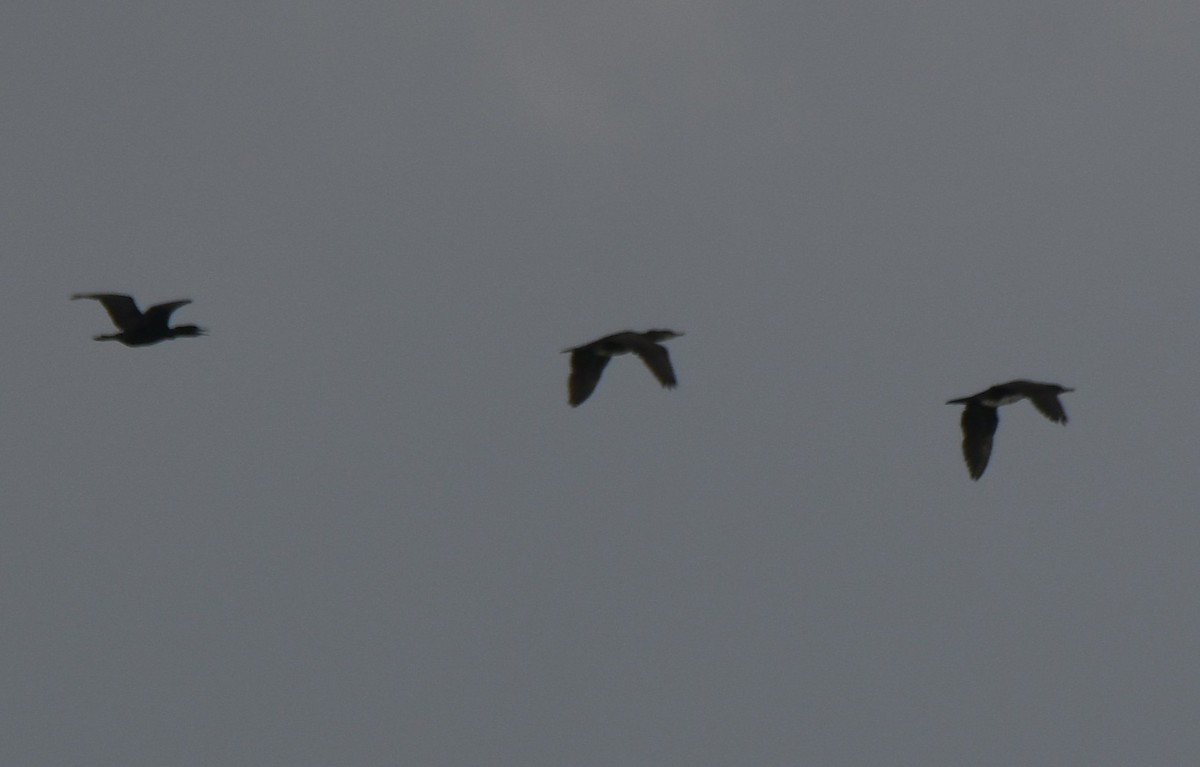 kormorán indomalajský - ML644506763