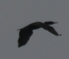 kormorán indomalajský - ML644506766