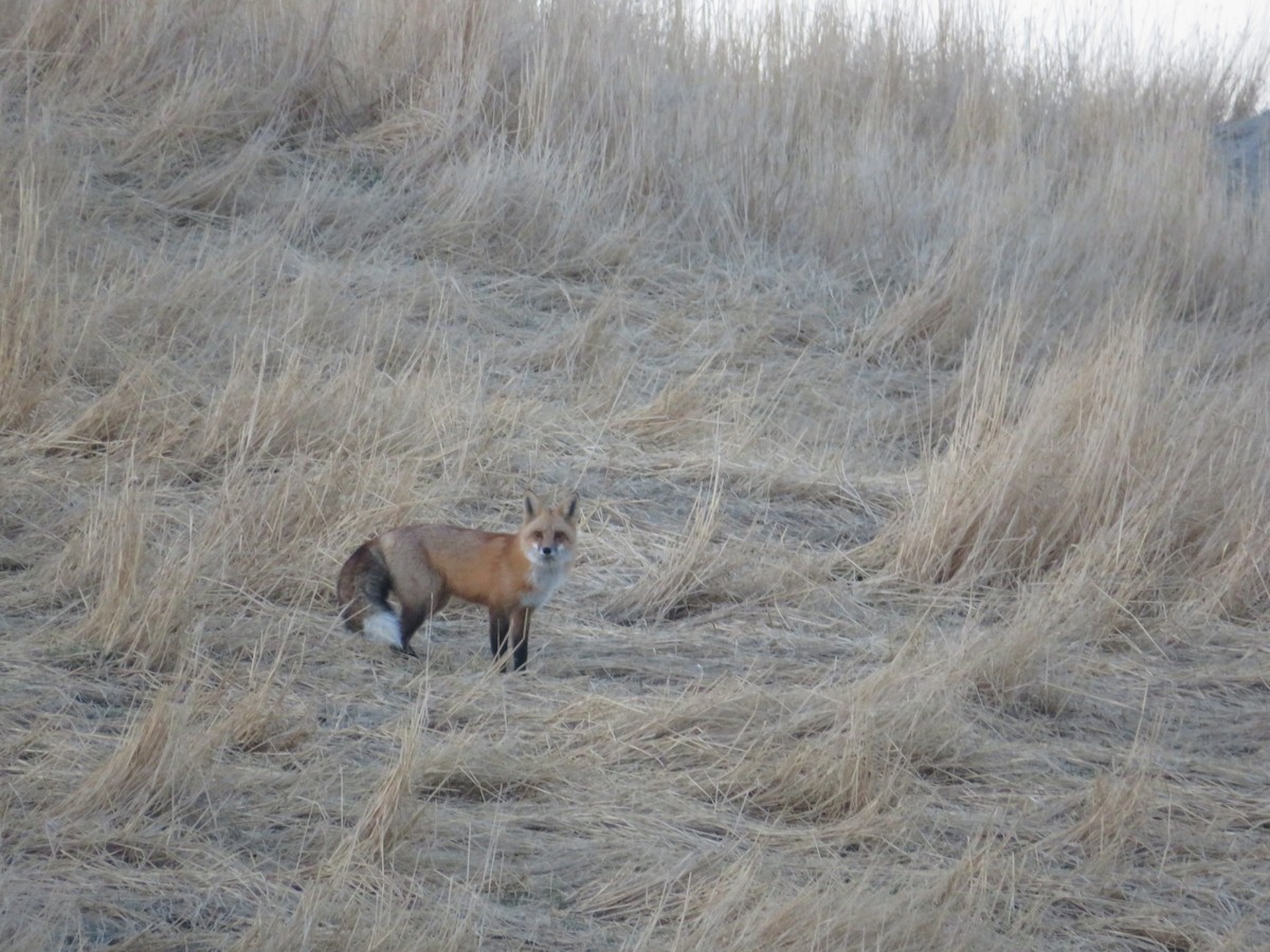 Animali - ML644506767